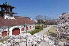 旧新潟税関庁舎の桜（2）