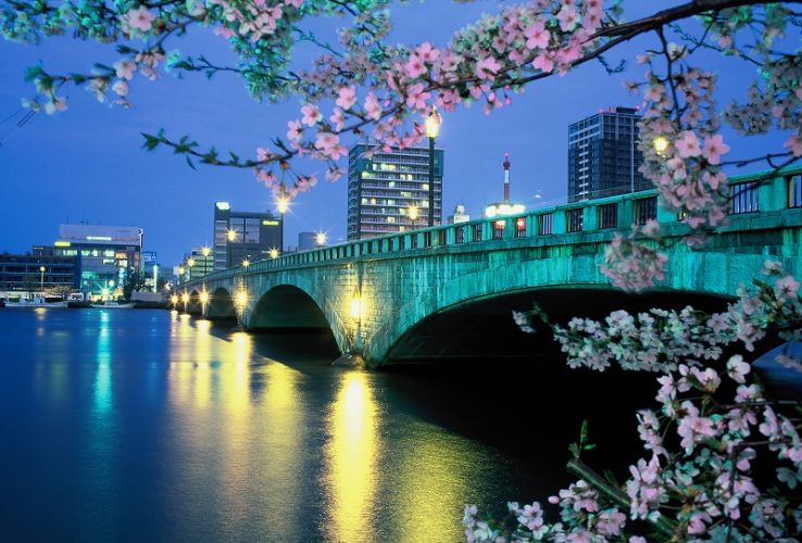 萬代橋と宵桜