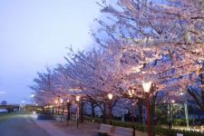 やすらぎ堤の夜桜