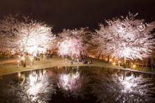 りゅーとぴあの夜桜
