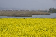 福島潟の菜の花（横）