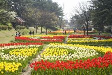 寺尾中央公園のチューリップ