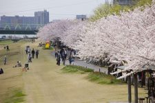 やすらぎ堤の桜