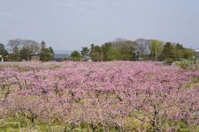 桃の花満開