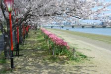 信濃川やすらぎ堤緑地の桜とチューリップ（1）