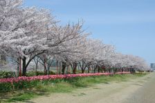 信濃川やすらぎ堤緑地の桜とチューリップ(3)