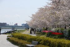 信濃川やすらぎ堤緑地の桜とチューリップ（5）