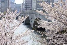 みなとさがんの桜と萬代橋（1）