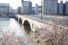 みなとさがんの桜と萬代橋（2）