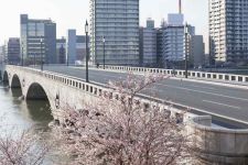 みなとさがんの桜と萬代橋（3）