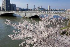 みなとさがんの桜と萬代橋（4）