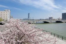 やすらぎ堤の桜と萬代橋（1）