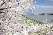 やすらぎ堤の桜と萬代橋（3）