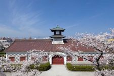 旧新潟税関庁舎の桜（1）
