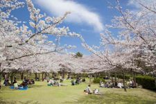 鳥屋野潟公園の桜（1）