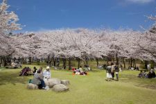 鳥屋野潟公園の桜（2）