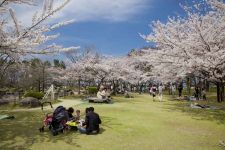 鳥屋野潟公園の桜（3）