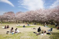 鳥屋野潟公園の桜（4）