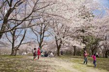 鳥屋野潟公園の桜（5）