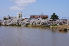 鳥屋野潟の桜（2）