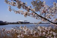 鳥屋野潟の桜（3）