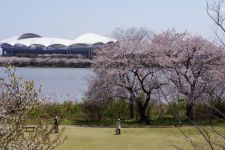 鳥屋野潟の桜（4）