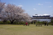 鳥屋野潟の桜（5）