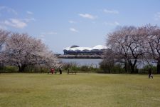 鳥屋野潟の桜（6）