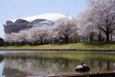 新潟県スポーツ公園の桜（1）