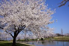 新潟県スポーツ公園の桜（2）