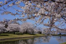 新潟県スポーツ公園の桜（3）