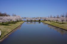 新潟県スポーツ公園の桜（4）