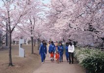 鳥屋野潟公園の桜