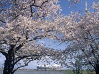 鳥屋野潟の桜