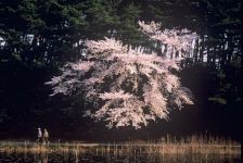 じゅんさい池の桜