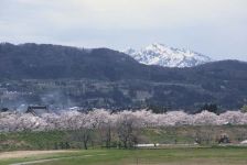 雁巻堤の桜