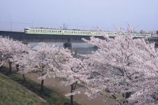 浦山公園の桜