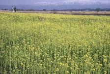 福島潟の菜の花