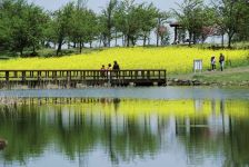 上堰潟公園の菜の花