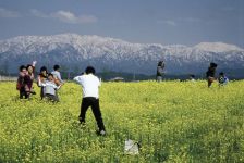 福島潟の菜の花