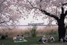 鳥屋野潟の桜