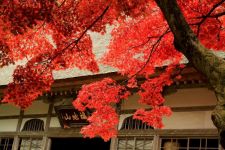 秋彩の種月寺