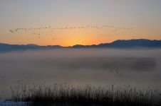 夜明けに舞う