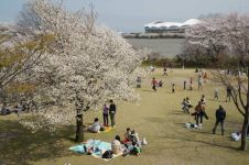 満開の日曜日